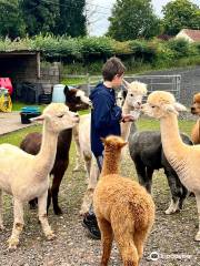 Stoke Wood Alpacas