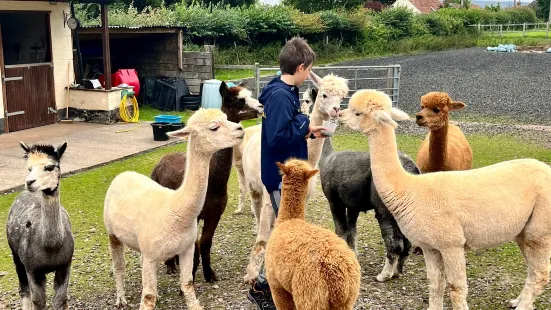 Stoke Wood Alpacas