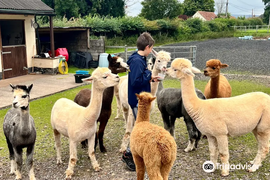 Stoke Wood Alpacas