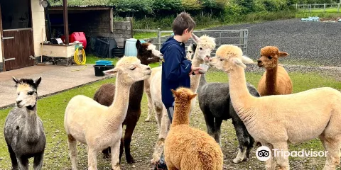 Stoke Wood Alpacas