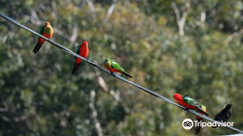 Kennet River Koala Walk