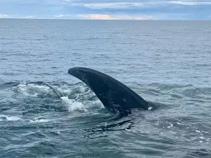 Rupestre Experiencia Patagónica