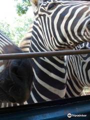 Wild Animal Safari - Pine Mountain, Georgia