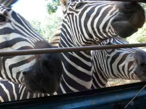 Wild Animal Safari - Pine Mountain, Georgia