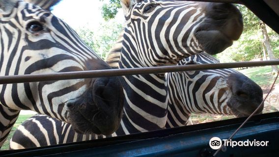 Wild Animal Safari - Pine Mountain, Georgia