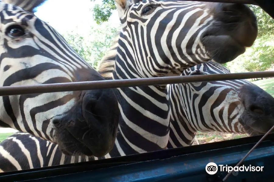 Pine Mountain Wild Animal Safari