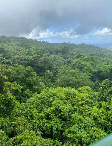 St. Lucia Rain Forest
