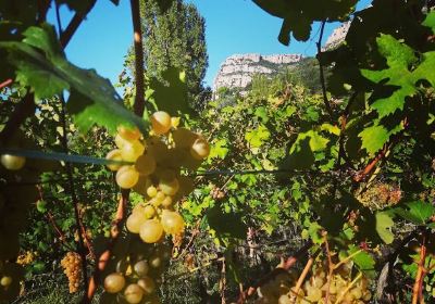 Vignoble de Saint Jeannet, “Vignoble Rasse”