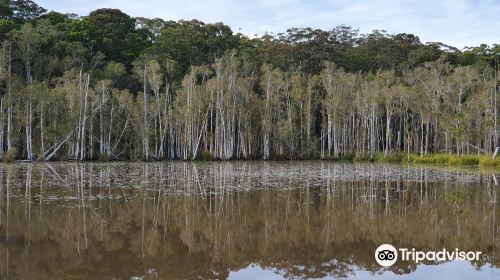 Urunga Wetlands Boardwalk