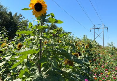 Vala's Pumpkin Patch & Apple Orchard