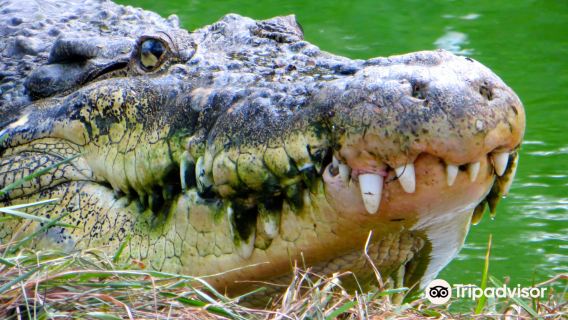 The Madras Crocodile Bank Trust and Centre for Herpetology