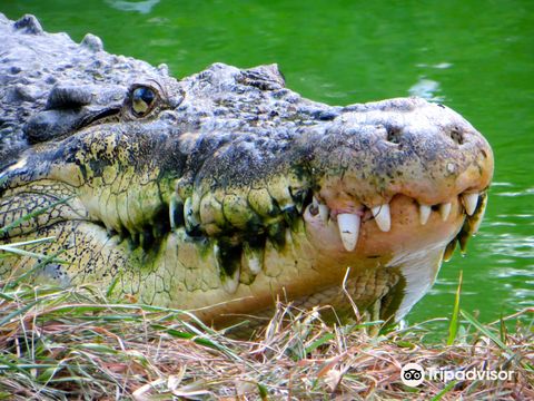 The Madras Crocodile Bank Trust and Centre for Herpetology
