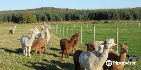 Alpaca Days Out