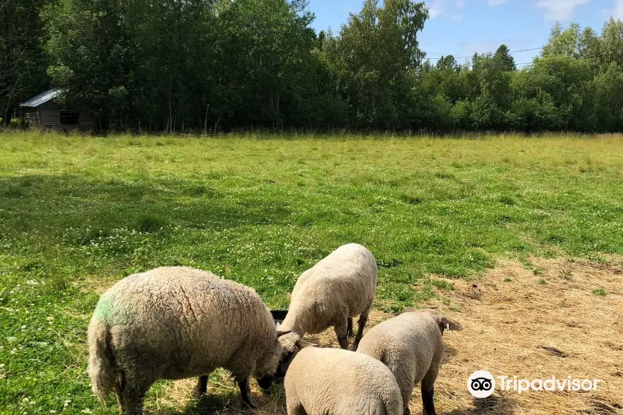 Aava Kertun Kotitila