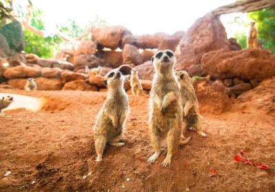 Oasis Wildlife Fuerteventura