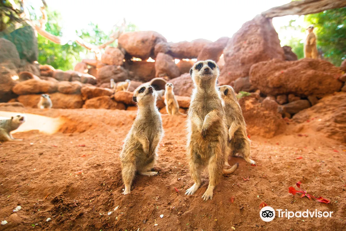 5_Oasis Wildlife Fuerteventura