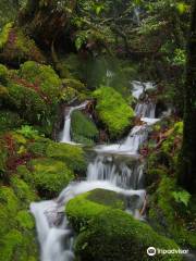 Yes Yakushima