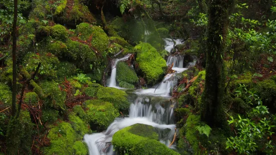 Yes Yakushima