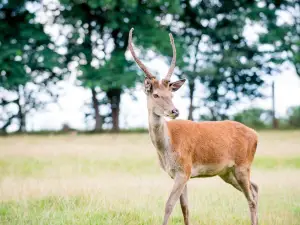 Hochwildpark Rheinland