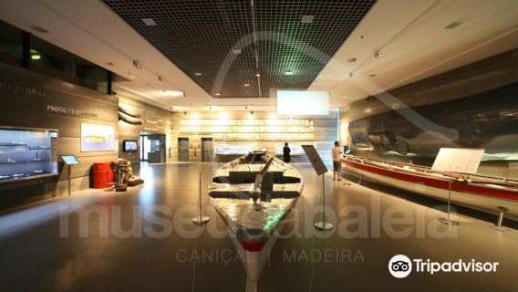 Whale Museum of Madeira