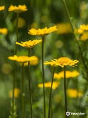 Rodef Shalom Biblical Botanical Garden