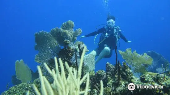 Diving in Punta Cana
