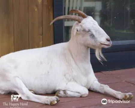 The Happy Herd Farm Sanctuary