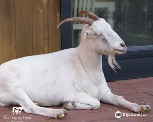 The Happy Herd Farm Sanctuary