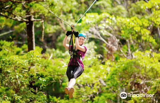 TreeTop ChallengeTreeTop Challenge成人