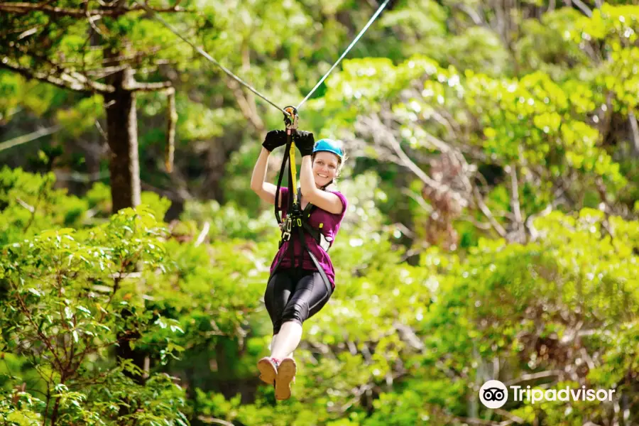 TreeTop Challenge Gold Coast - Australia's Largest Adventure Park