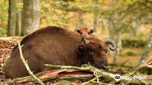 Eriksbergs Wildlife Park