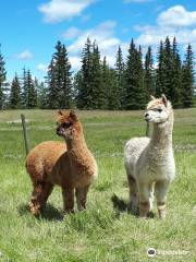 Alpaca Story Ranch