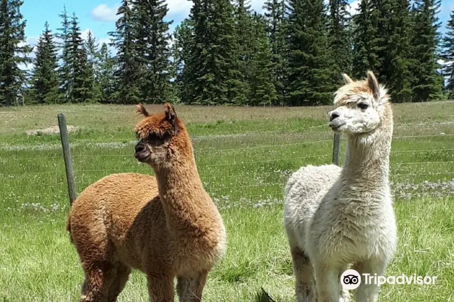 Alpaca Story Ranch