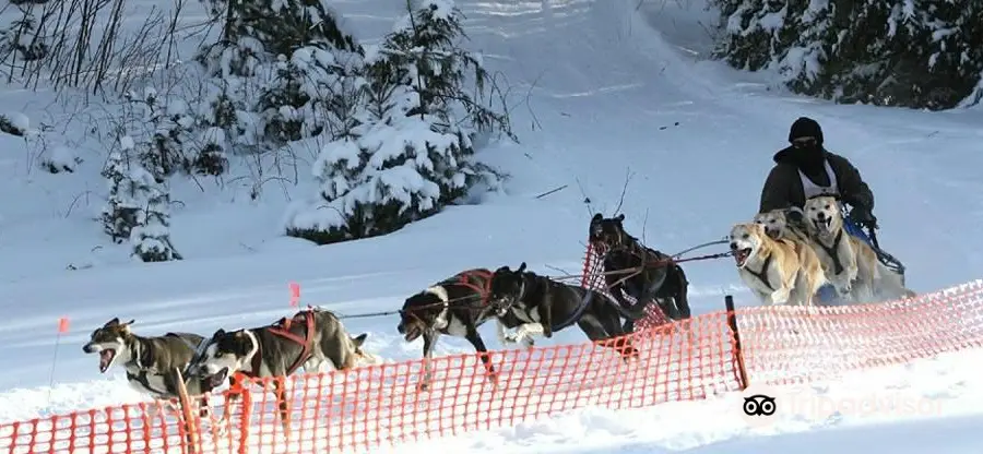 Ultimate Dog Sledding Experience