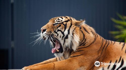 西姆比歐野生動物園