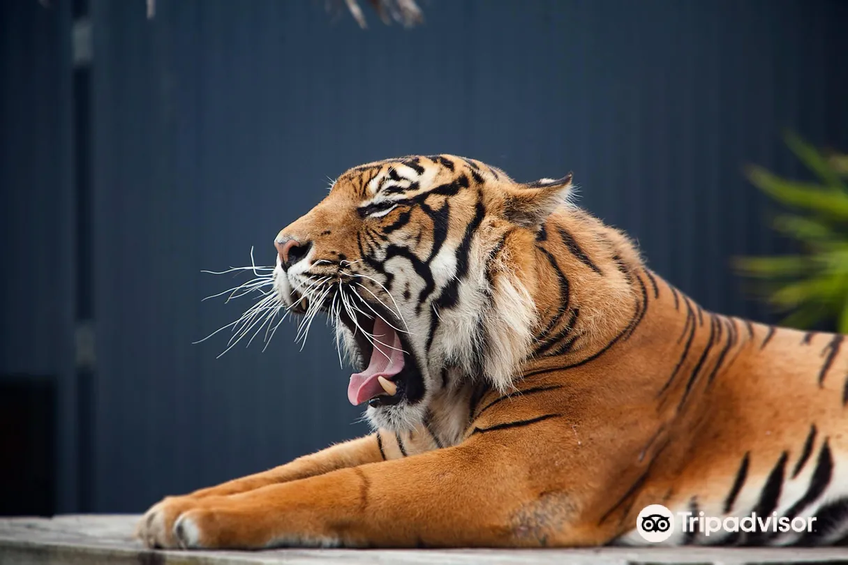 2_Symbio Wildlife Park