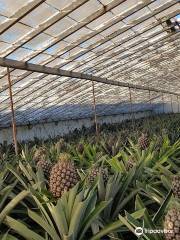 Plantacao de Ananas dos Acores