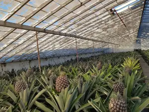 Plantacao de Ananas dos Acores