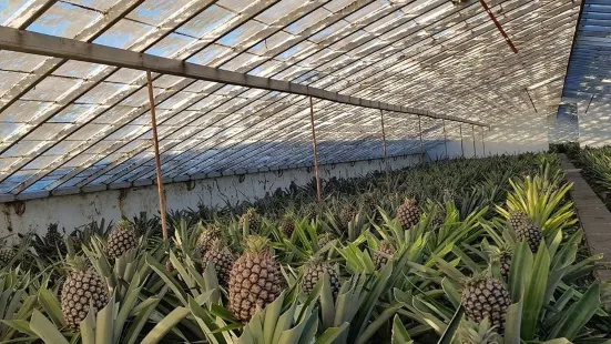 Plantacao de Ananas dos Acores