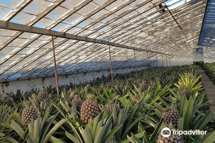 Plantacao de Ananas dos Acores