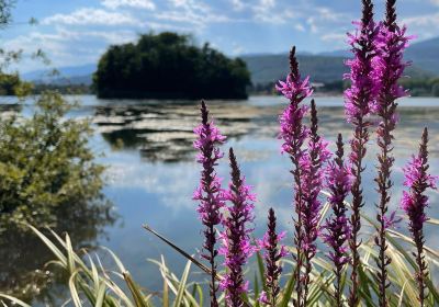 Lac de Divonne