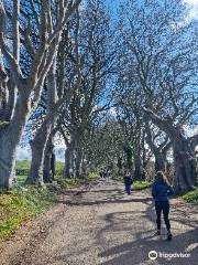 The Dark Hedges