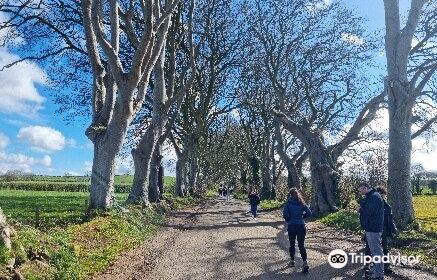 The Dark Hedges