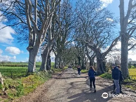 The Dark Hedges