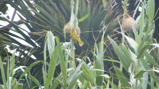 Gonubie Mouth Bird Sanctuary