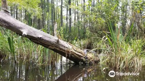 Swamp Tours of Acadiana