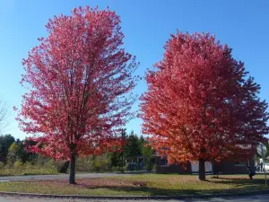 Balsam Lake Provincial Park