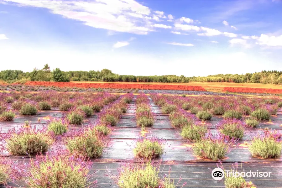 Island Lavender Farm Market