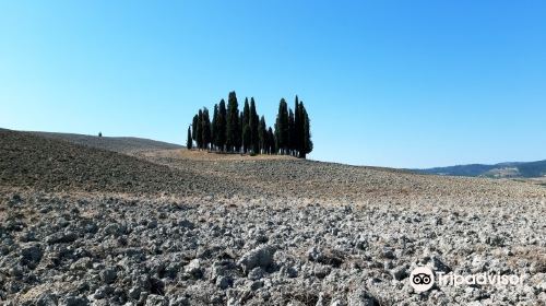 Cipressi di San Quirico d'Orcia