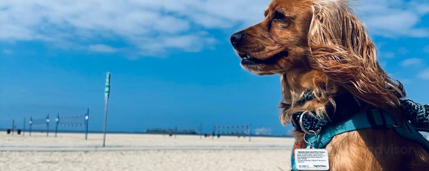 Rosie's Dog Beach